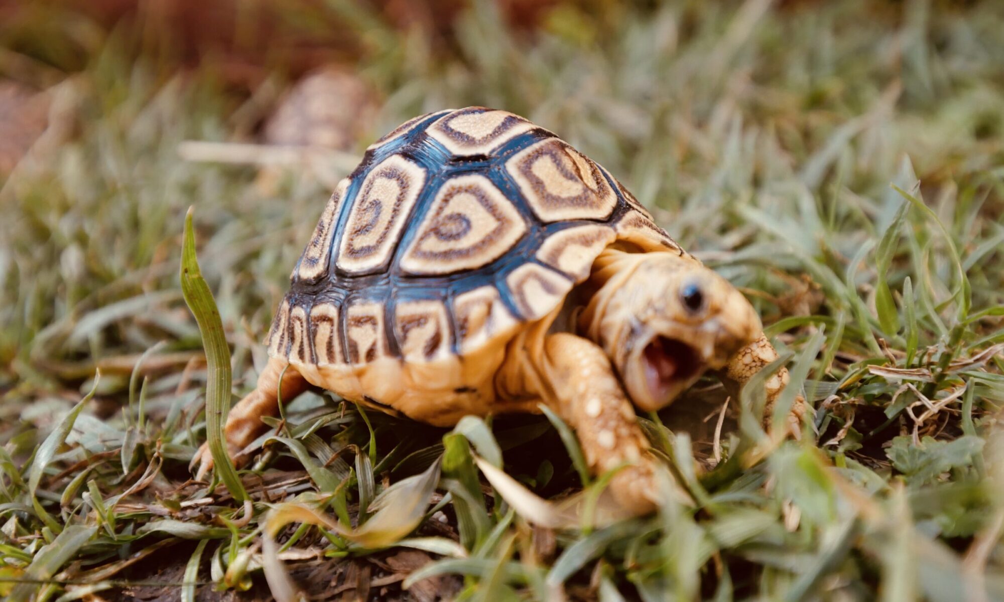 AFRICAN LEOPARD TORTOISE